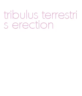 tribulus terrestris erection